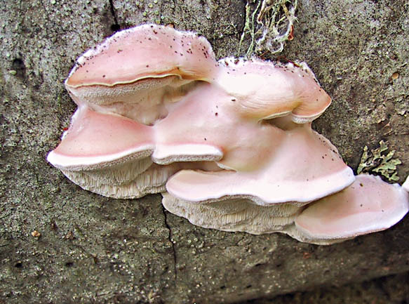 Leptoporus mollis